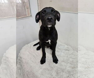 American Pit Bull Terrier-Unknown Mix Dogs for adoption in El Centro, CA, USA