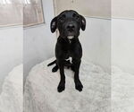 Small American Pit Bull Terrier Mix
