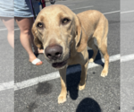 Small #6 Labrador Retriever Mix
