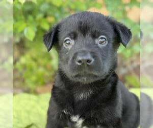 Labrador Retriever-Unknown Mix Dogs for adoption in San Diego, CA, USA