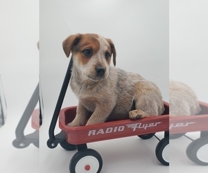 Australian Cattle Dog Puppy for sale in GOSHEN, IN, USA