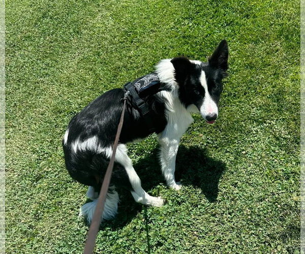 Medium Photo #2 Border Collie Puppy For Sale in Paso Robles, CA, USA