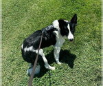 Small #1 Border Collie