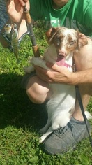 Dachshund Dogs for adoption in PERU, IL, USA