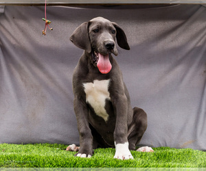 Medium Great Dane