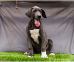 Puppy Molly Great Dane