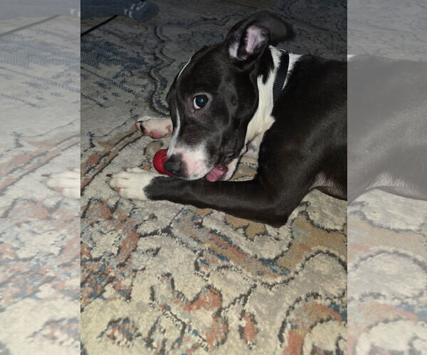 Medium Photo #6 Mutt Puppy For Sale in Princeton, MN, USA