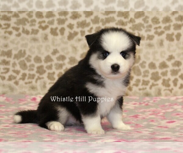 Medium Photo #2 Pomsky Puppy For Sale in DENVER, PA, USA
