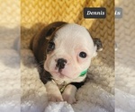 Small Photo #3 Boston Terrier Puppy For Sale in POMEROY, OH, USA