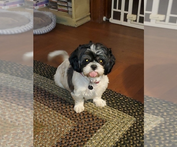 Medium Photo #1 Shorkie Tzu Puppy For Sale in CHARLESTON, WV, USA