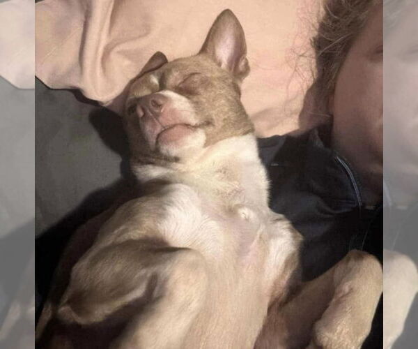 Medium Photo #3 Chihuahua Puppy For Sale in Spring Lake, NC, USA