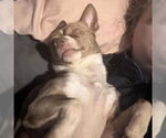 Small #2 Chihuahua