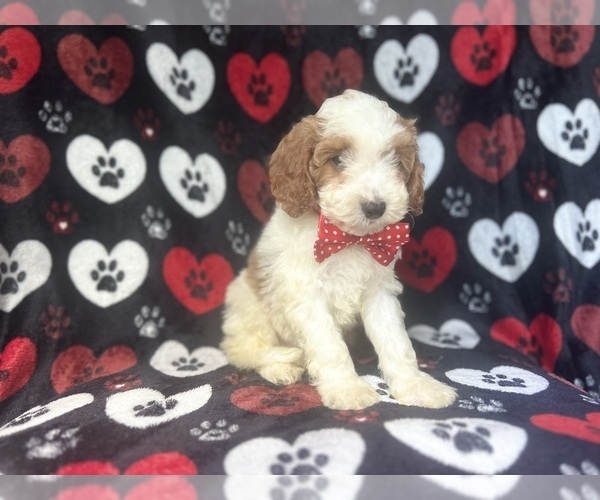 Medium Photo #7 Cavapoo Puppy For Sale in LAKELAND, FL, USA
