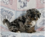 Small Photo #1 Bernedoodle (Miniature) Puppy For Sale in FREDERICKSBURG, OH, USA