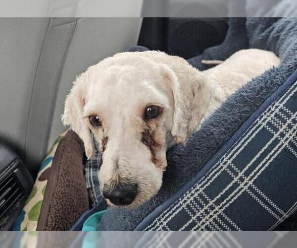 Medium Photo #3 Bichon Frise-Unknown Mix Puppy For Sale in Minneapolis, MN, USA