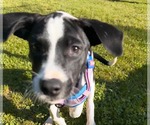 Small #2 Labrador Retriever Mix