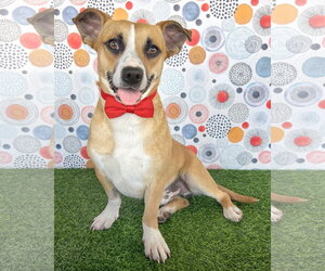 Beagle-Unknown Mix Dogs for adoption in Corona, CA, USA