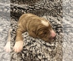 Small Photo #7 Goldendoodle Puppy For Sale in CENTURIA, WI, USA
