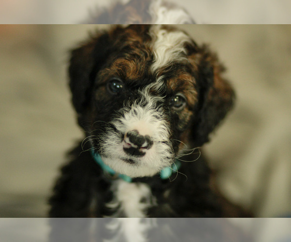 Medium Photo #15 Bernedoodle Puppy For Sale in ELDRIDGE, IA, USA