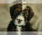 Small #14 Bernedoodle