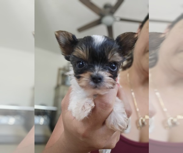 Medium Photo #1 Yorkshire Terrier Puppy For Sale in SALEM, OR, USA