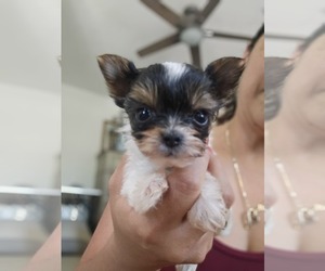 Yorkshire Terrier Puppy for sale in SALEM, OR, USA