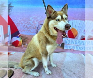 Medium Siberian Husky