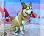 Small Siberian Husky