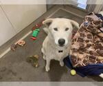 Small Siberian Husky Mix