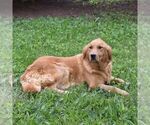Small Photo #1 Golden Retriever Puppy For Sale in NEWPORT, PA, USA