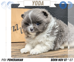Puppy Yoda Pomeranian