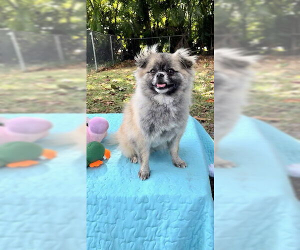Medium Photo #2 Pominese Puppy For Sale in Weston, FL, USA