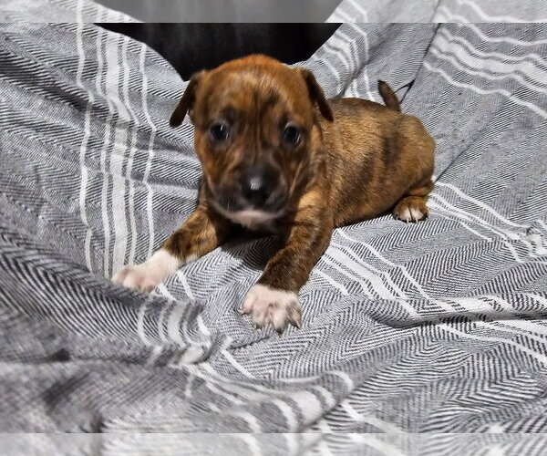 Medium Photo #2 Labrador Retriever-Unknown Mix Puppy For Sale in Royal Palm Beach, FL, USA