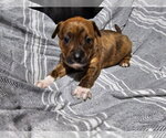 Small Photo #2 Labrador Retriever-Unknown Mix Puppy For Sale in Royal Palm Beach, FL, USA