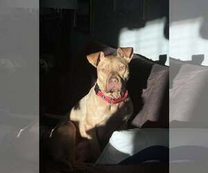 Trooper - Male Mutt Dog for Adoption - Photo #3