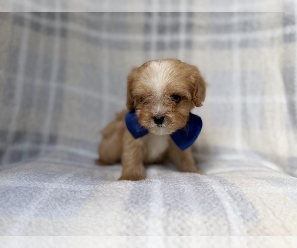 Medium Photo #9 Cavapoo (Miniature) Puppy For Sale in LAKELAND, FL, USA