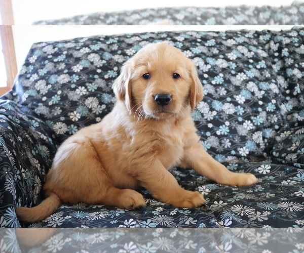 Medium Photo #1 Golden Retriever Puppy For Sale in SHILOH, OH, USA