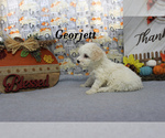 Small #10 Poodle (Toy)