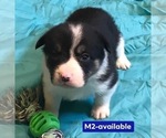 Small Photo #5 Cowboy Corgi Puppy For Sale in SUMMERVILLE, GA, USA