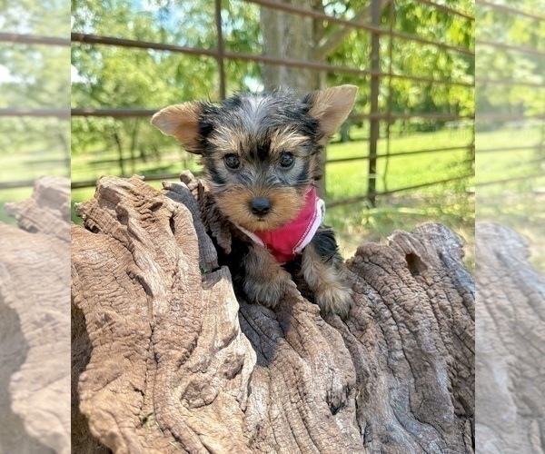 Medium Photo #5 Yorkshire Terrier Puppy For Sale in CASSVILLE, MO, USA