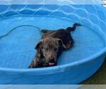Small #1 Labrador Retriever Mix