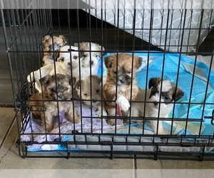 Shorkie Tzu Puppy for sale in FONTANA, CA, USA