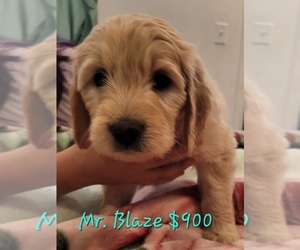 Golden Retriever-Goldendoodle Mix Puppy for sale in SAN DIEGO, CA, USA