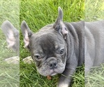 Puppy Chico French Bulldog