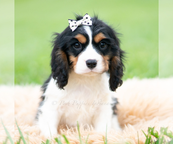 Medium Photo #12 Cavalier King Charles Spaniel Puppy For Sale in WARSAW, IN, USA