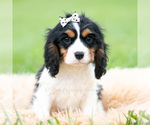 Small #4 Cavalier King Charles Spaniel