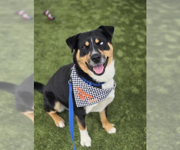 Medium Photo #2 Rottweiler-Siberian Husky Mix Puppy For Sale in Chula Vista, CA, USA