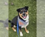Small #1 Rottweiler-Siberian Husky Mix