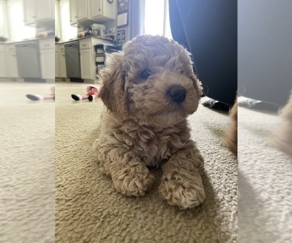 Medium Photo #9 Goldendoodle (Miniature) Puppy For Sale in GRESHAM, OR, USA