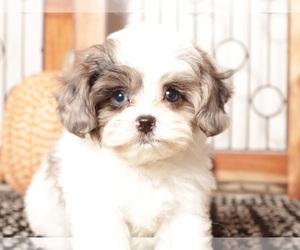 ShihPoo Puppy for Sale in NAPLES, Florida USA
